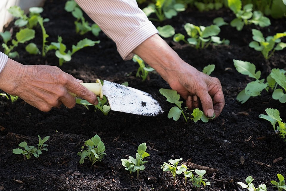 A pair of hands tend to a garden, gently grasping a green plant and scooping up dirt with a shovel.